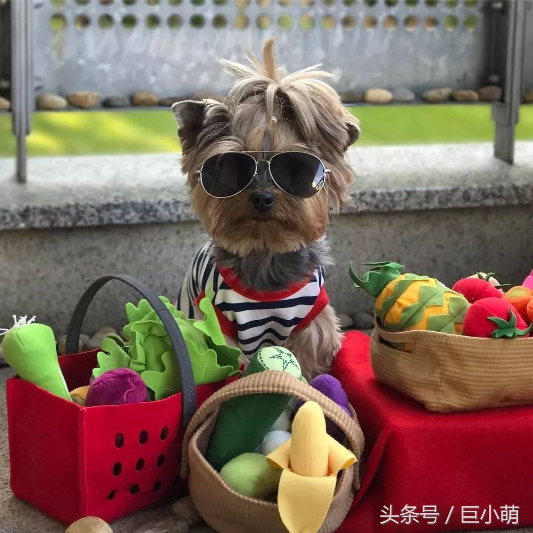 约克夏犬优点和缺点,约克夏犬活泼开朗