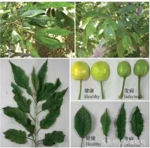 大樱桃树病毒怎么治,栽培樱桃番茄怎样预防病毒病