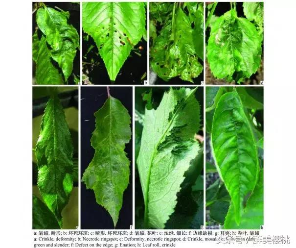 大樱桃树病毒怎么治,栽培樱桃番茄怎样预防病毒病