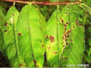 大樱桃树病毒怎么治,栽培樱桃番茄怎样预防病毒病