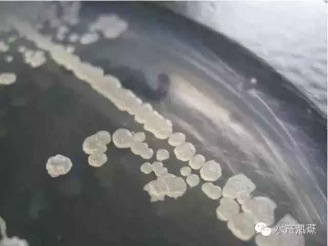 水产养殖芽孢杆菌培养方法,水产养殖芽孢杆菌多久有效果