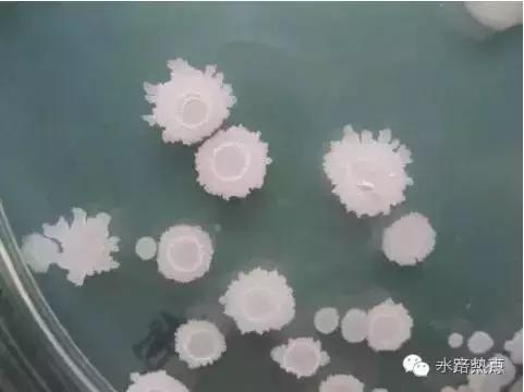 水产养殖芽孢杆菌培养方法,水产养殖芽孢杆菌多久有效果