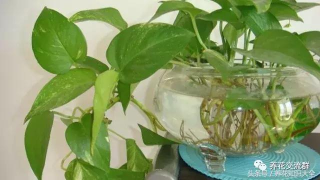 水培绿萝怎么养护长得才茂盛,刚种植的大盆绿萝柱怎么养护