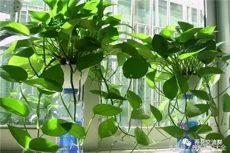 水培绿萝怎么养护长得才茂盛,刚种植的大盆绿萝柱怎么养护