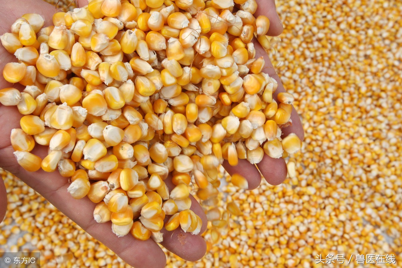 育肥猪低温症症状和治疗方案,猪吃安乃近能引发低温症吗