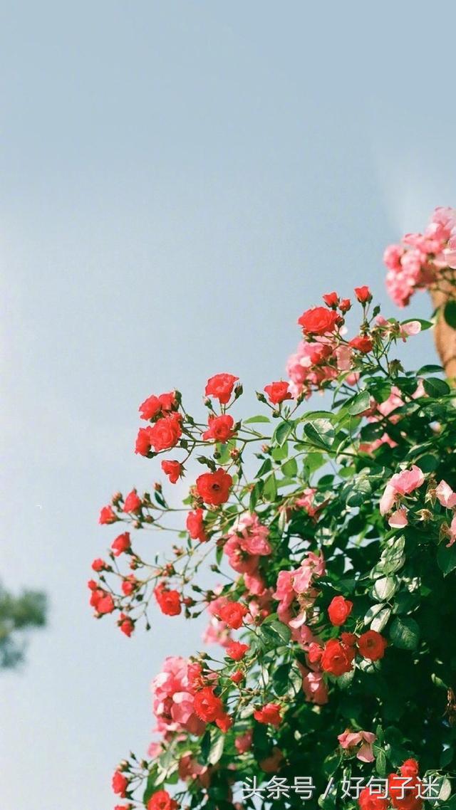 心情语录精致走心句句说到心窝上,一句话心情签名精辟走心短句