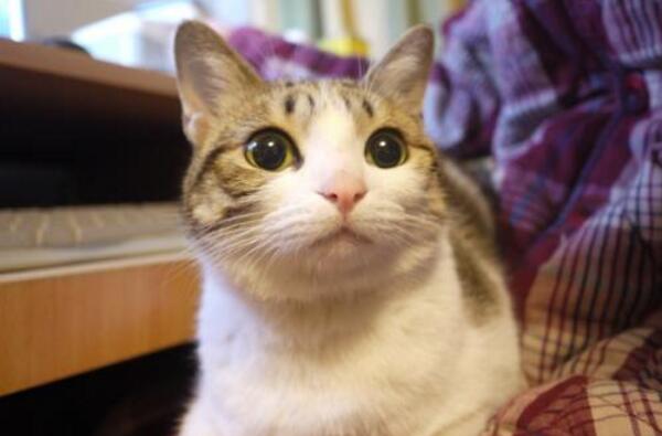 中华田园猫真的不如宠物猫吗,中华田园猫也可以当橘猫