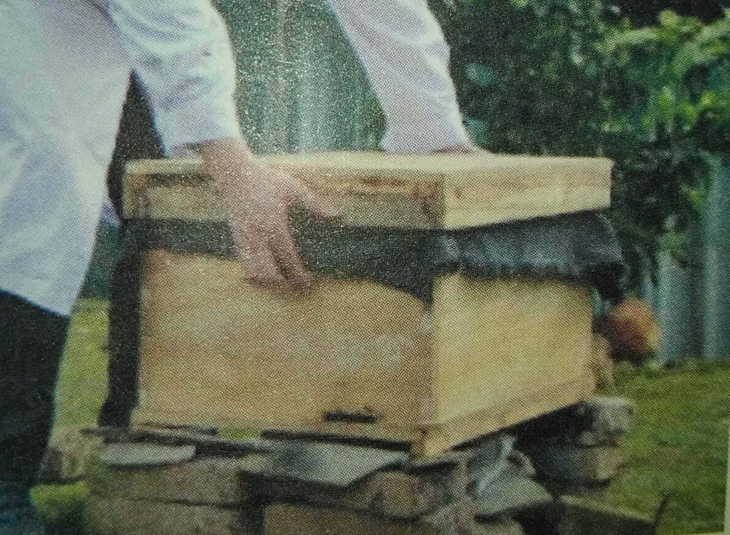 箱外观察中蜂正常现象,箱外观察技术视频