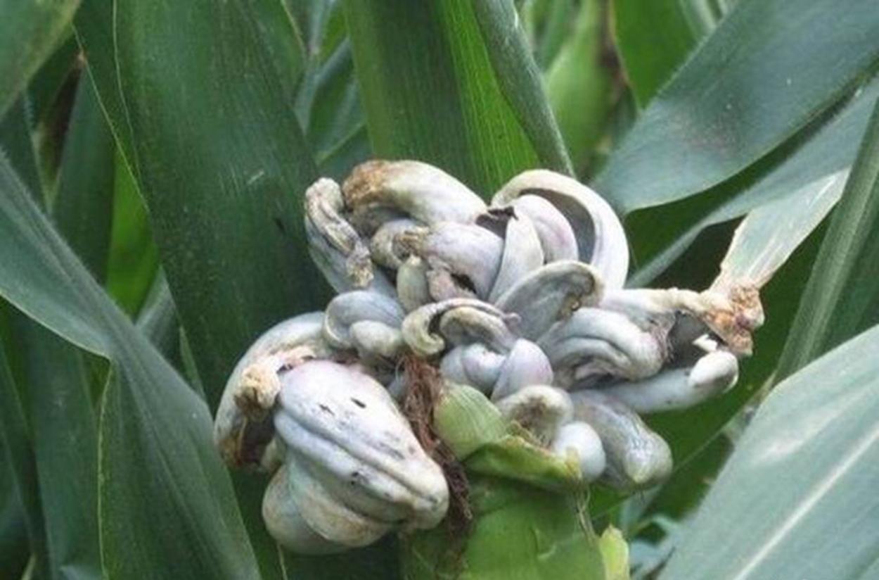 小时候的茶泡好吃吗,小时候吃过的茶泡