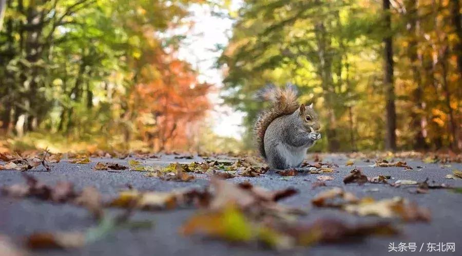 北京秋天一定要看的美景,北京秋天到处都是天堂般的美