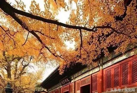 北京秋天一定要看的美景,北京秋天到处都是天堂般的美