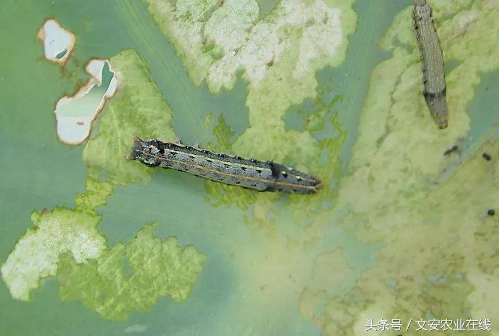 常见昆虫分类有哪些,常见农业昆虫分类