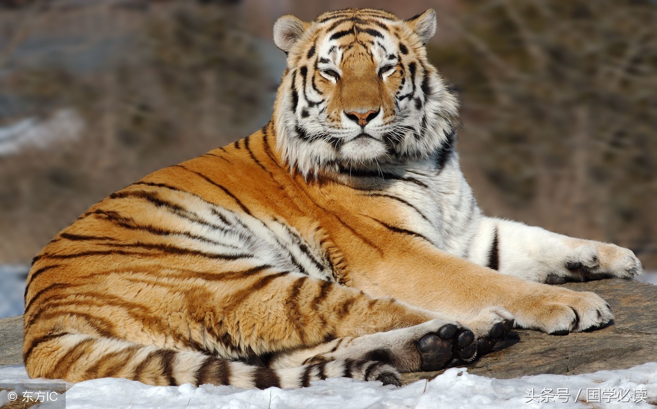 十二生肖歇后语大全小学生,包含十二生肖的歇后语大全