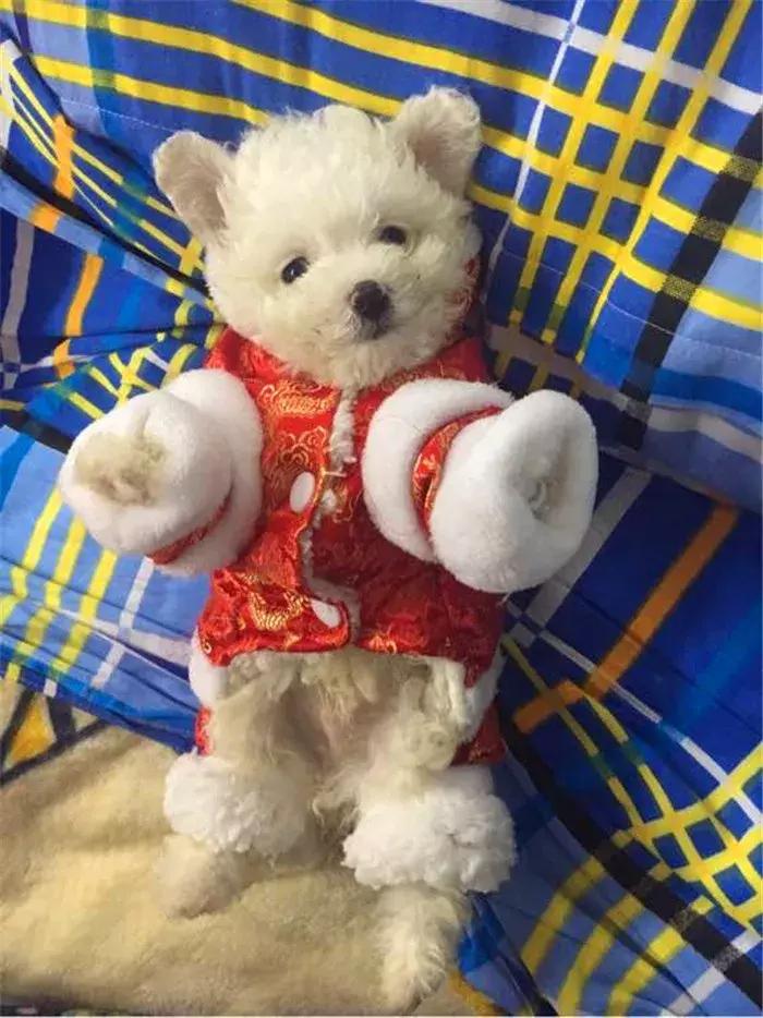 比熊感染球虫有什么症状,比熊幼犬感染真菌皮肤病怎么办