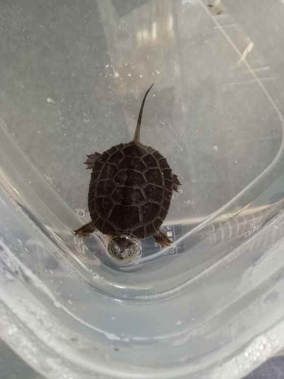 龟不用加热棒怎么给龟加温,龟治病加热棒推荐