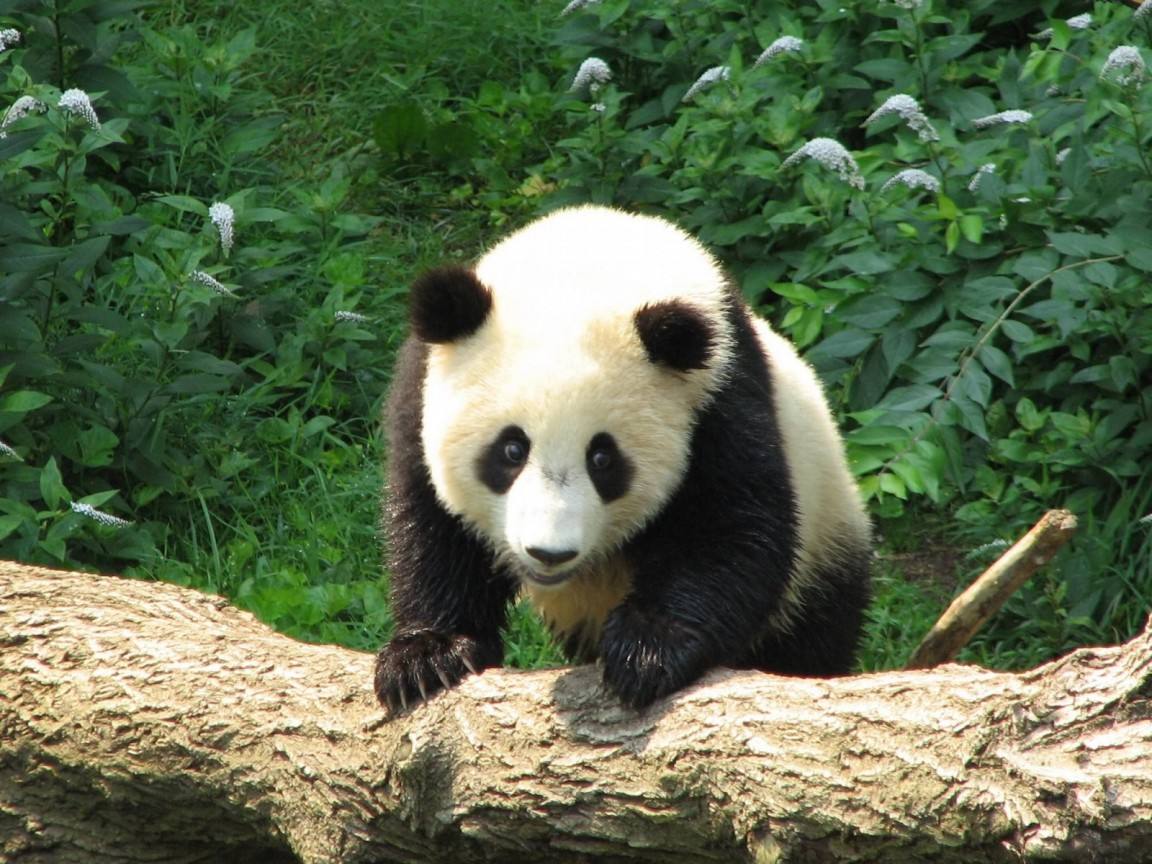 大熊猫有多少个手指头,大熊猫有几个手指头和脚趾头