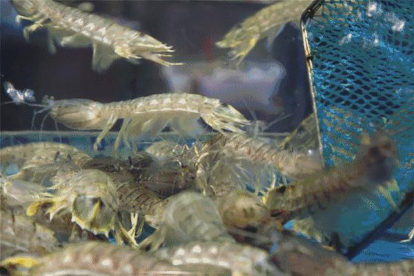 一千斤巨型龙虾,18斤巨型龙虾