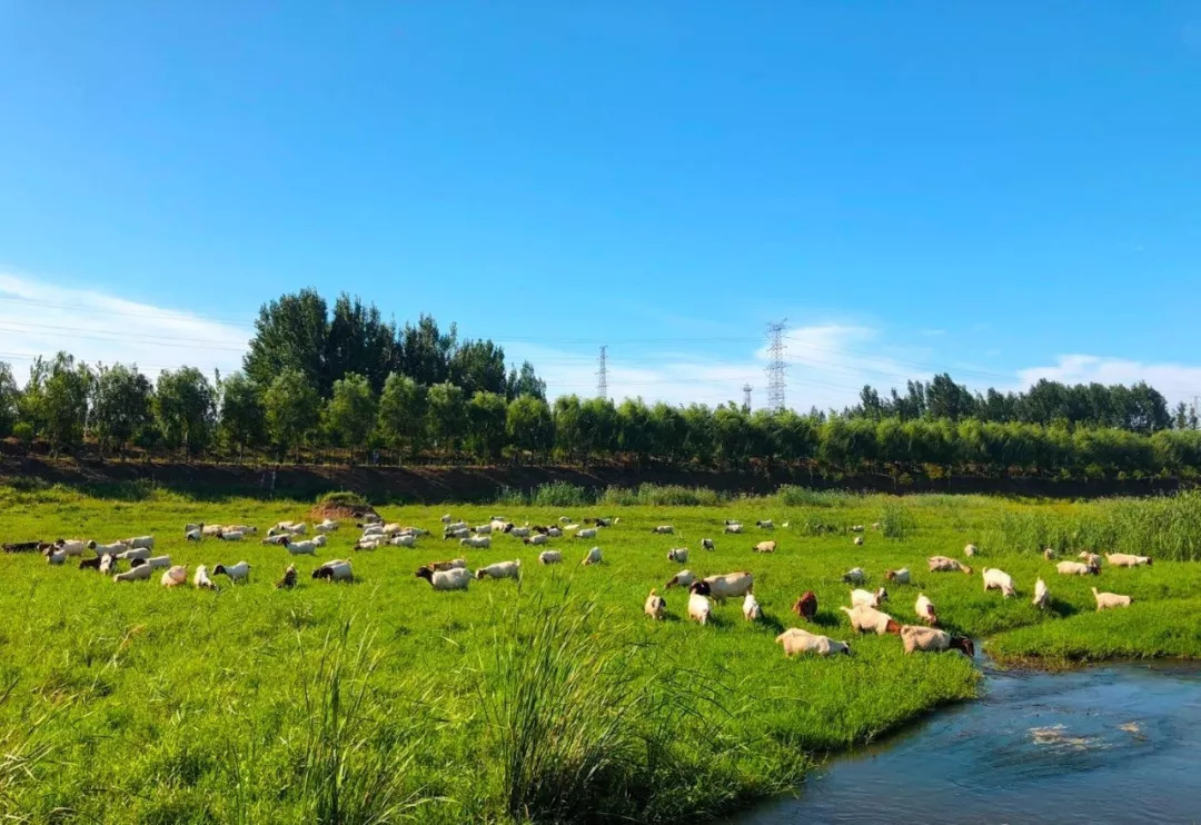 蟠龙河，清晨羊鹭齐歌，难得一见！