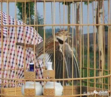 老野历程一路走来的胡说八道汇总