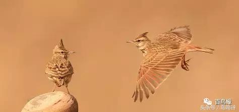 老野历史,老野是怎么火的