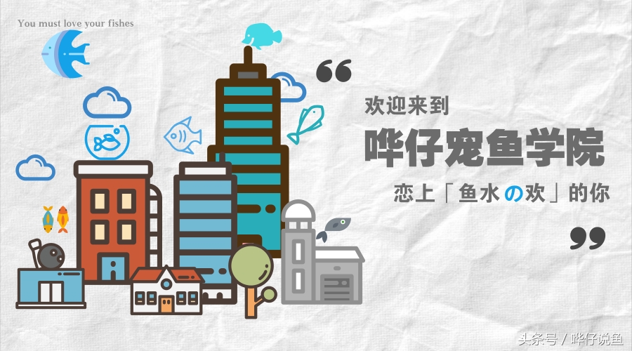 观赏鱼正确的养法图解,观赏鱼喂食换水最佳时间