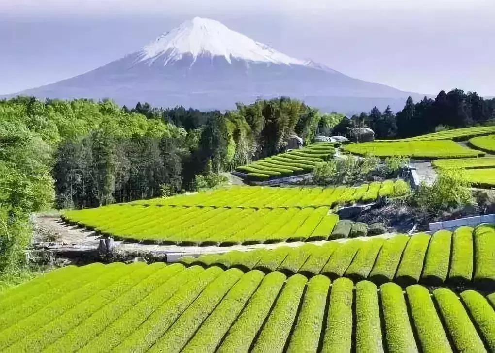 案例：同样都是农产品，为何日本走高端路线成功了？