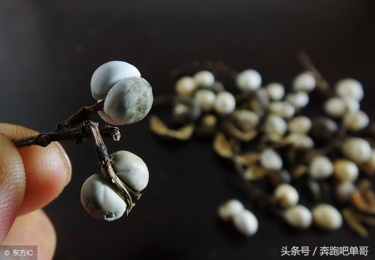 玉米地被洋辣椒蛰了怎么办,洋辣子下午被蛰怎么办