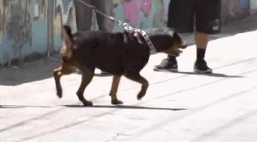 哈士奇训犬秘籍,训犬的100个技巧