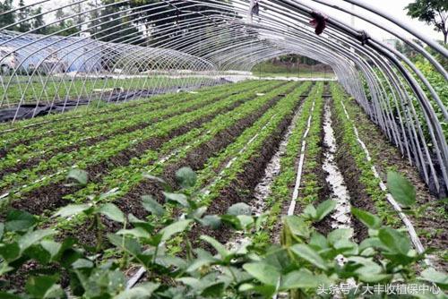 草莓用滴灌好还是微喷好,草莓微喷滴灌设备铺设