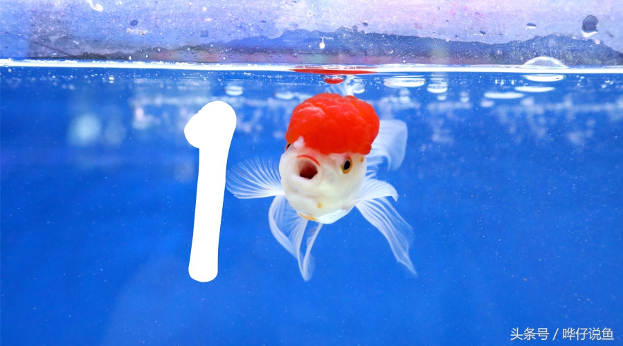 家养观赏鱼怎么养活得更久,观赏鱼养鱼攻略图解