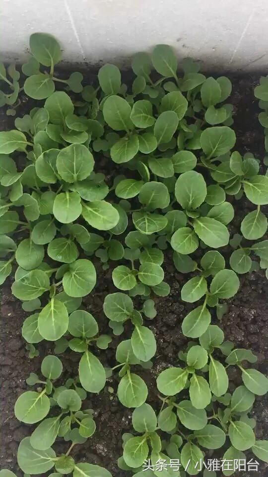 自己种菜如何让菜长得快,种菜小妙招简单长势好