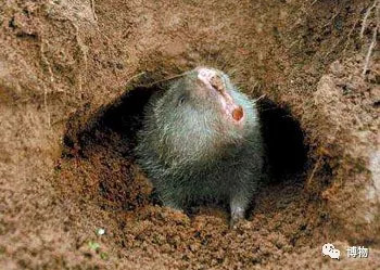 华农兄弟的竹鼠为什么总是中暑,竹鼠中暑有什么表现