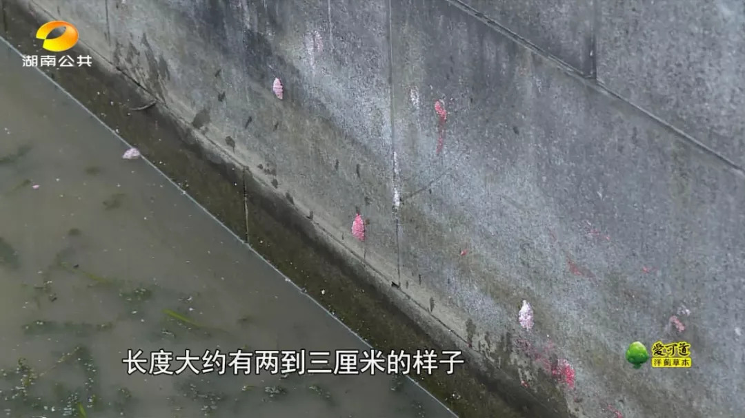 恶心虫子事件,长沙很毒的虫子