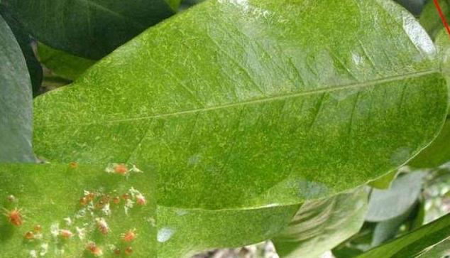 果树植保解决方案有哪些,果树植保国家权威