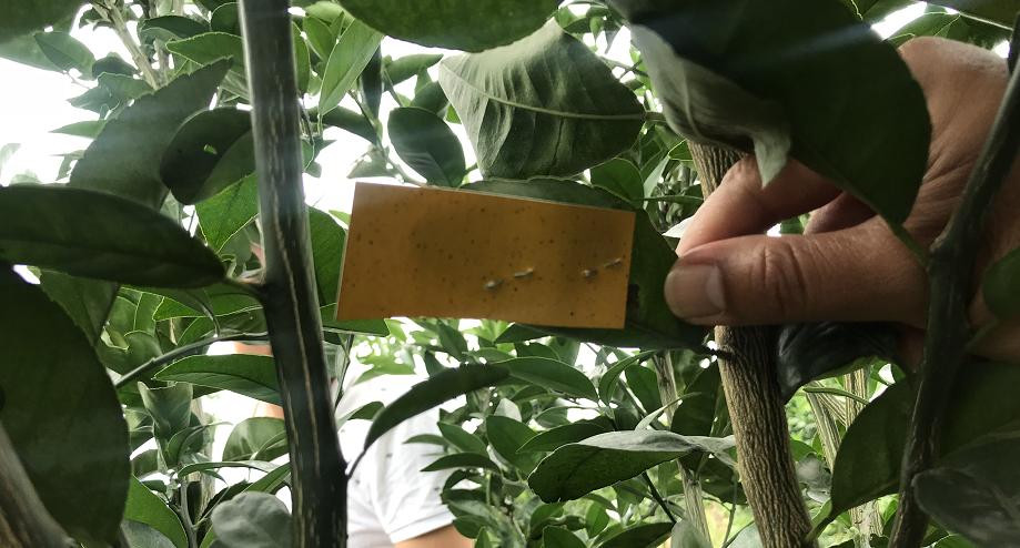 果树植保解决方案有哪些,果树植保国家权威