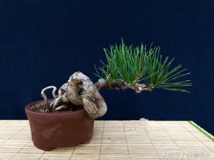 临水黑松精品盆景欣赏,临水黑松盆景用什么盆
