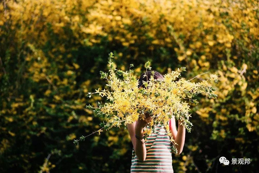 庭院风水植物讲究,庭院植物风水入门图片