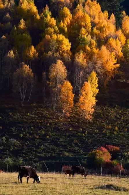 国内最美的十大海滨城市,国内最撩人的20个金秋童话