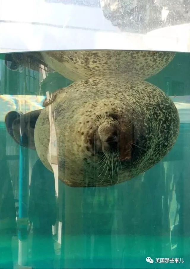 没有干劲的废柴海豹，只要心中有床，在哪里都可以豹睡个爽啊……