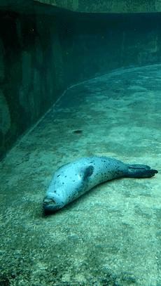 没有干劲的废柴海豹，只要心中有床，在哪里都可以豹睡个爽啊……