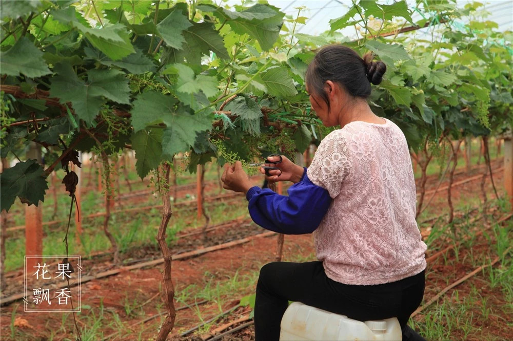葡萄一年二次果好吃吗,葡萄二次结果怎么样