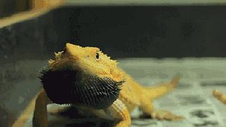 蜥类爬宠大全,爬宠短尾巨蜥