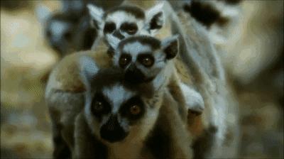 人体哪个部位让你，忍不住伸出舌头，想舔……｜从5500万年前说起