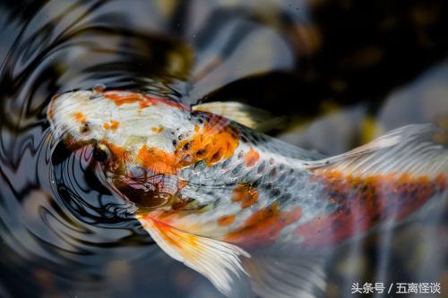 凤凰非梧桐不栖是个什么样的传说,凤凰是怎么栖于梧桐树的