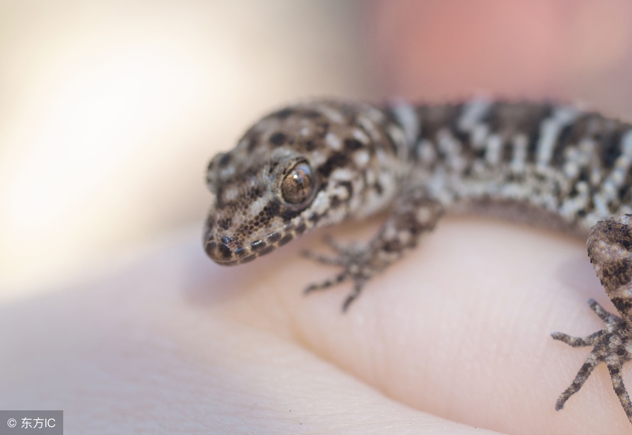 通络定惊，解毒消坚——壁虎