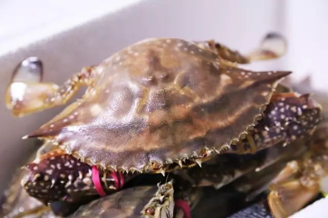 烟台螃蟹怎么选,烟台挑选螃蟹有绝招