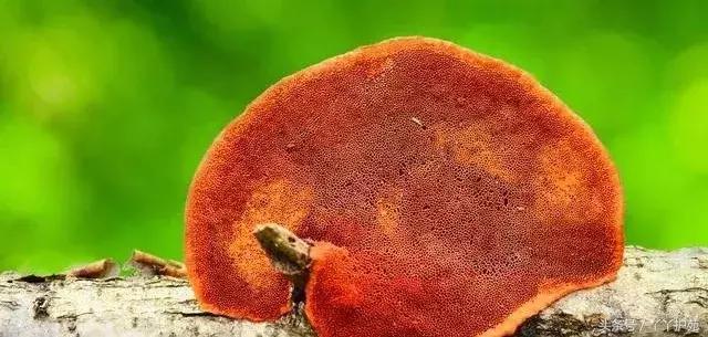 一副中药30多味药是大方子吗,一个方子30多味中药