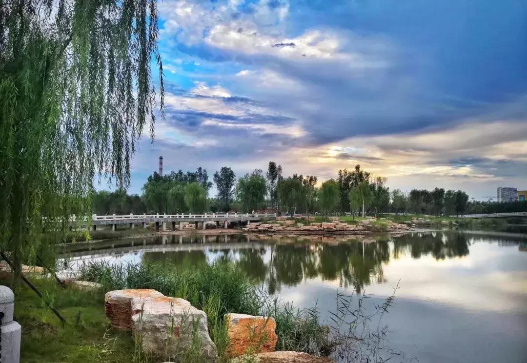 执着的柳树,倔强的胡杨树