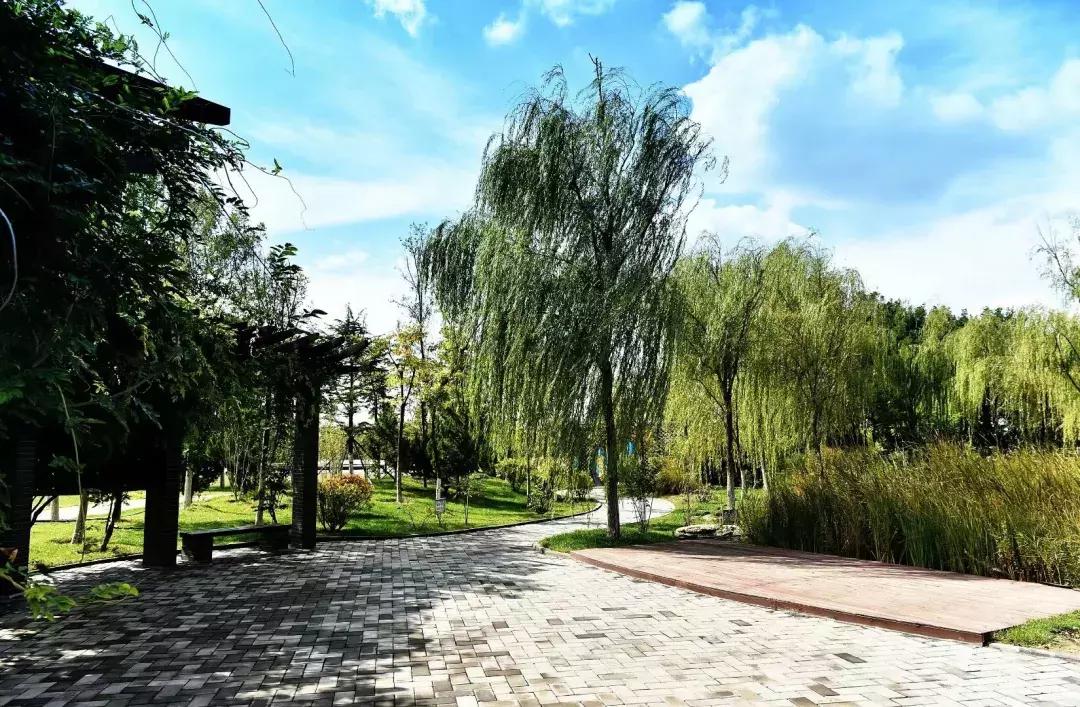 执着的柳树,倔强的胡杨树