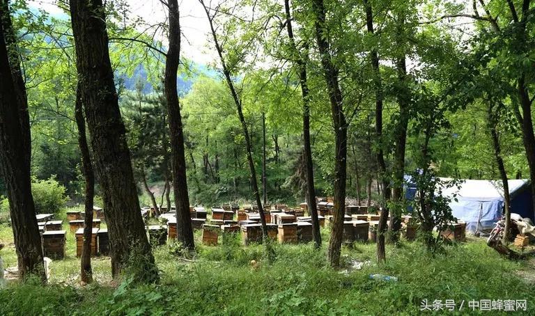 靠山吃山适合养蜂吗,靠山吃山致富行业
